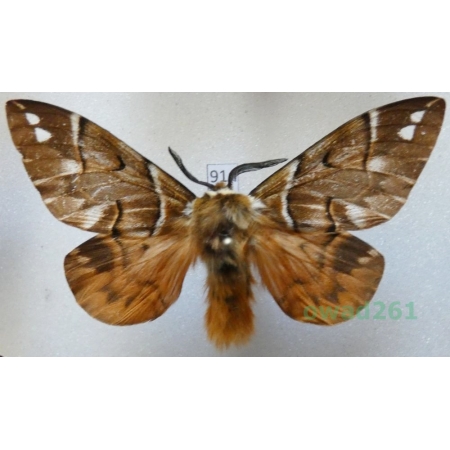 Endromis versicolora (Linnaeus, 1758) male Poland91n